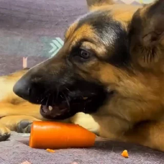 🐩