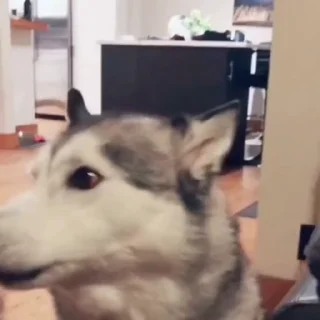 🐶