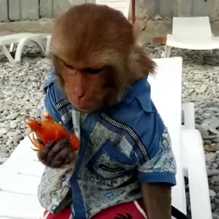 🙉