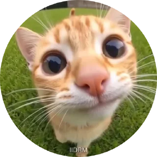 😽