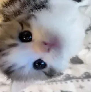 🥺
