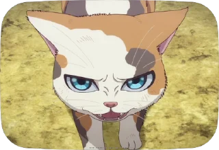 😾