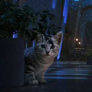 😺