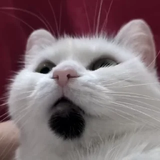 🐱