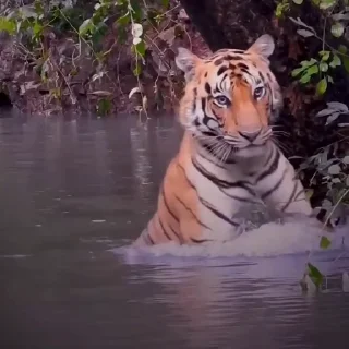 🤩