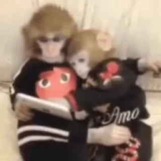 🐵