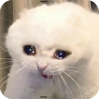 🐱
