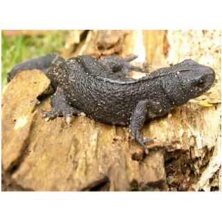 🦎