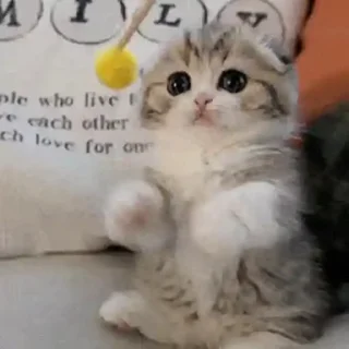 🐈