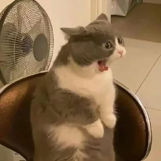 🙀
