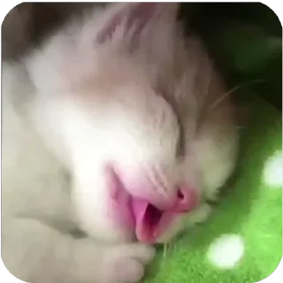 💤