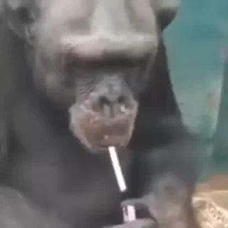 🐵