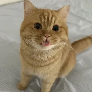 🤩