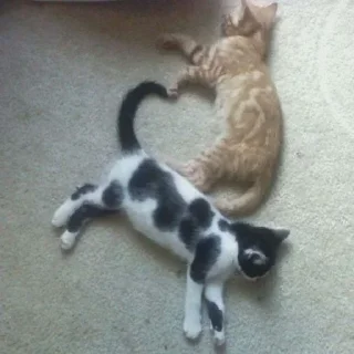 💖