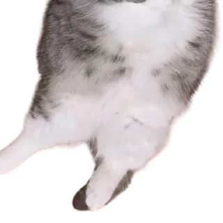 😺