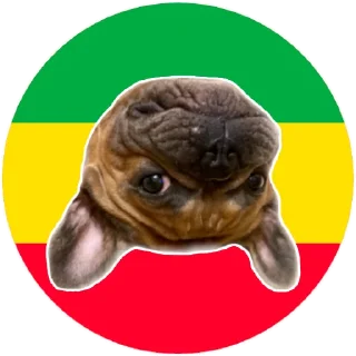 Bob Marley🇧🇴The Frenchies