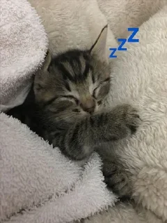 💤