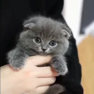 🐈‍⬛