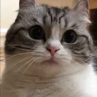 🐱