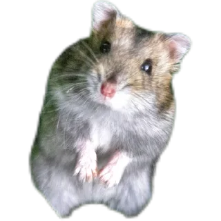 🐭