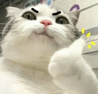 🐱