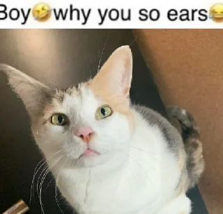 🐱
