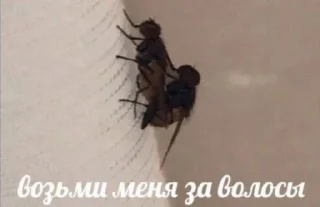 🕷