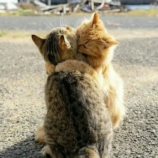 🐈