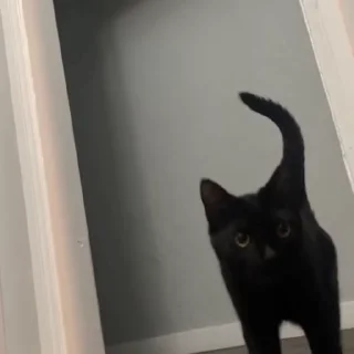 😾