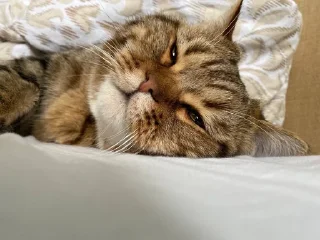 🌟