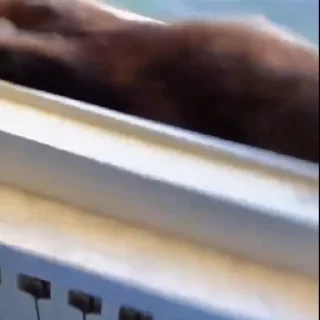 🐈