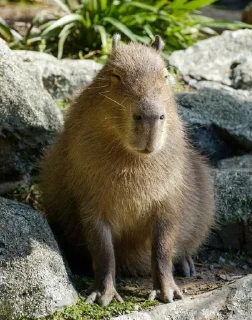 🐗