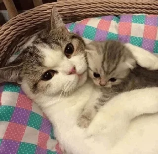 cat
