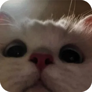 🐱