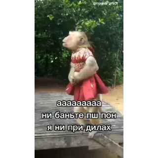 🐵