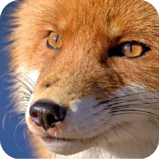 🦊