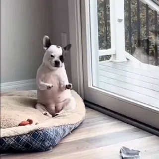 🐩