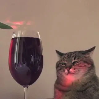 🐱