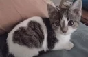 😻