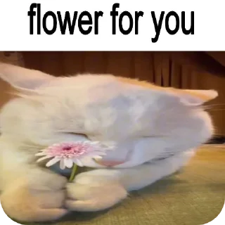 🐱