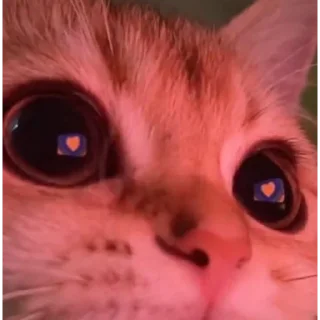 💞