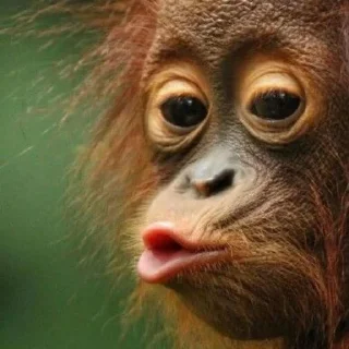 🐒