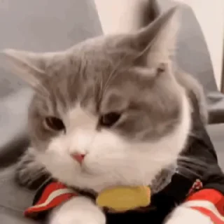 😸