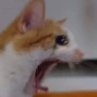 😤