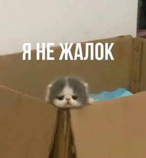 🥺