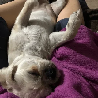 🐶