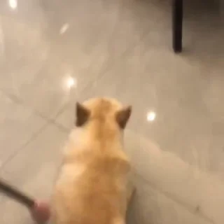 🐩