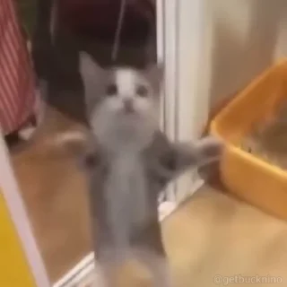 🤩