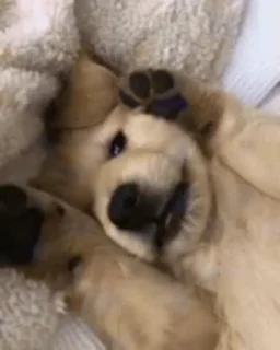 🐶