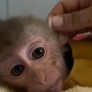 🐵